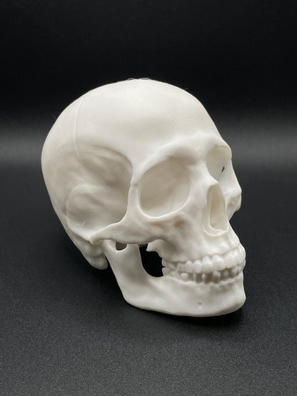 Skull for decoration