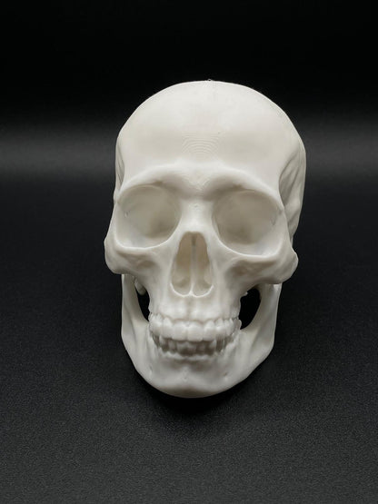 Skull for decoration