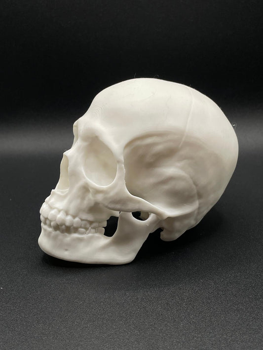 Skull for decoration