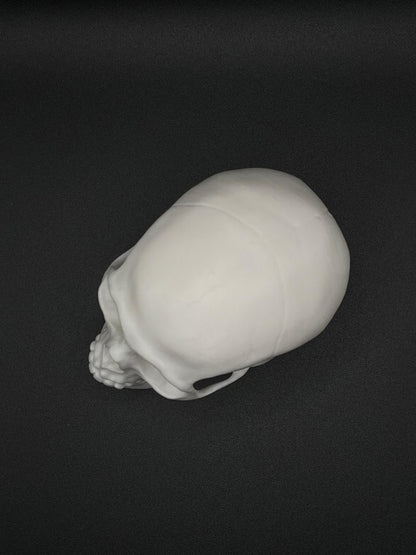Skull for decoration